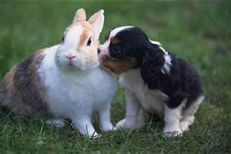兔与狗婚配怎样合婚