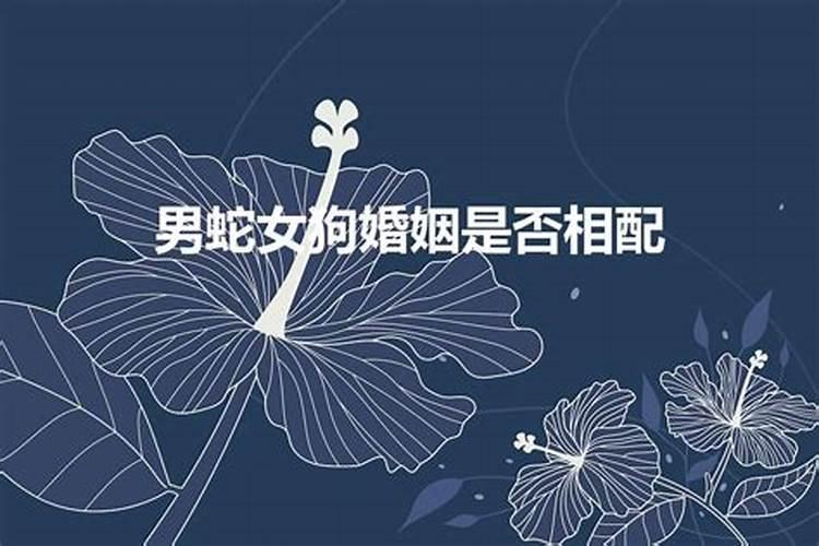 女狗男蛇的八字合不合