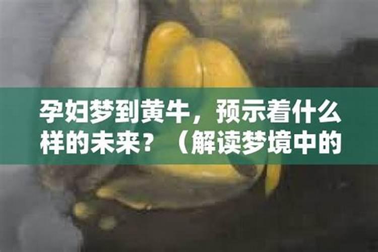 梦到黄牛预示着什么：探索梦境与现实的神秘联系？