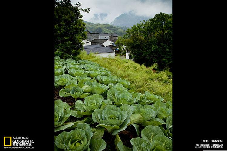 属虎本命年结婚的日子