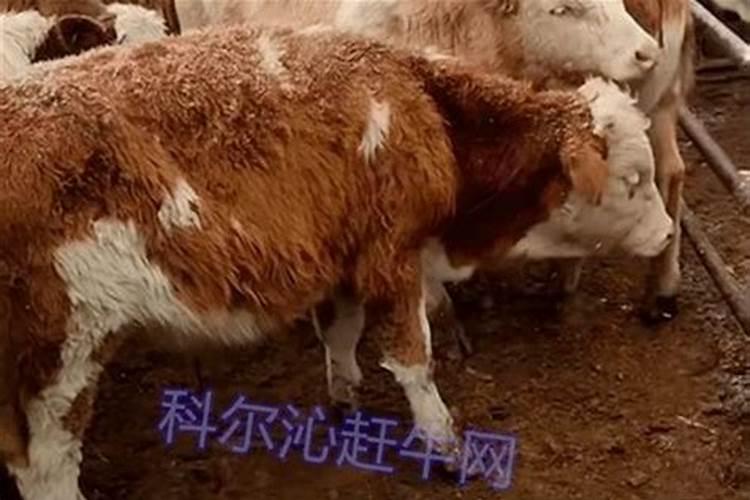 重阳节登高的寓意是步步高升吗