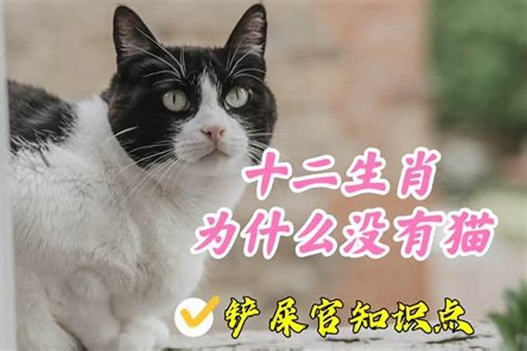 12生肖为什么没有猫