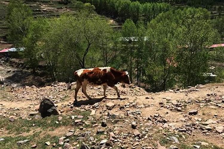 什么生肖生在高山