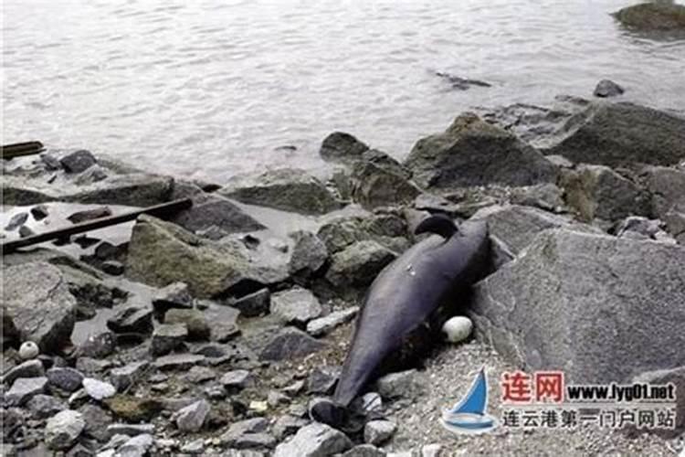 梦见海边有很多死人