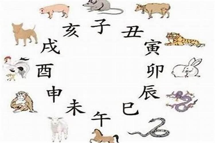 猪和蛇为什么八字不合