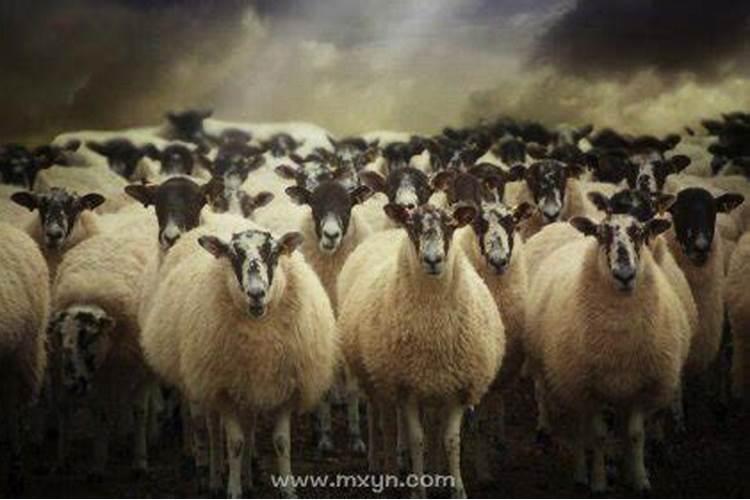 梦见羊是什么意思