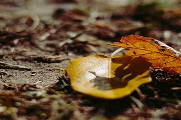 请问算命大师八字什么叫平头煞