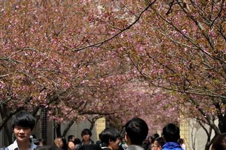 清明樱花祭是真事吗