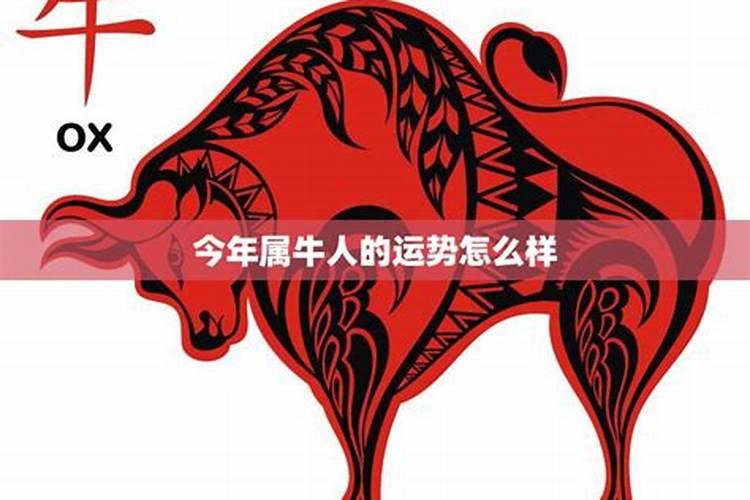 属牛人今年财运解析：洞察机遇，把握财富