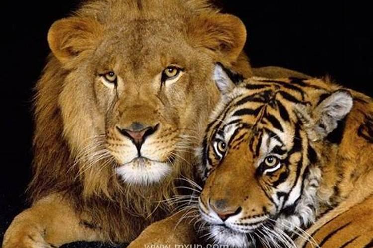 梦见老虎和狮子进家门是啥意思