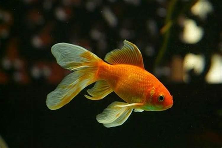 梦见红色的小金鱼是什么意思