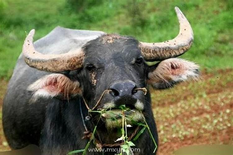 梦见牛在吃草什么意思