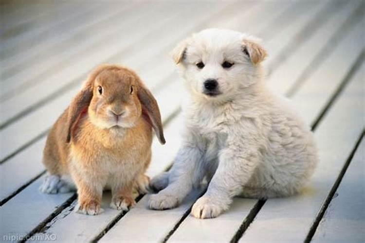兔子和狗八字合吗