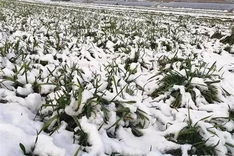 腊月下雪是什么意思