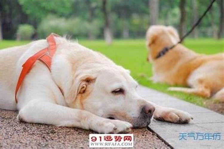 狗与猪属相婚配好吗