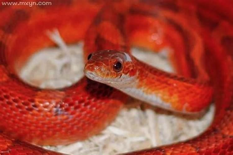 梦到红色的蛇代表什么
