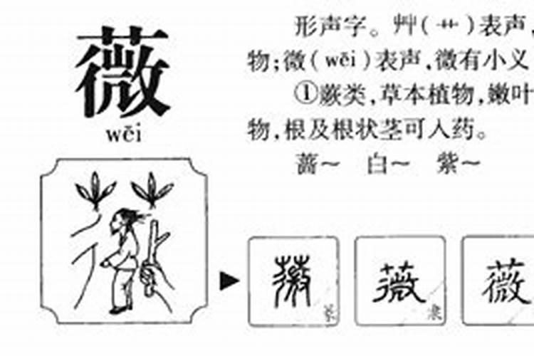 薇字五行属什么