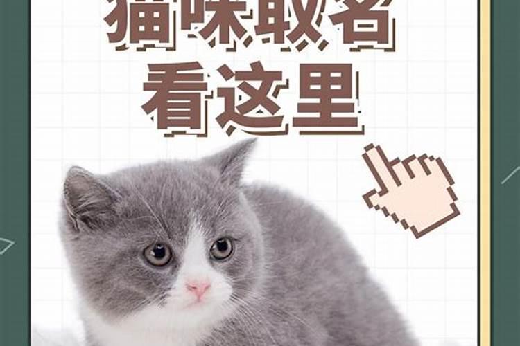 冬至出生的猫咪取名字