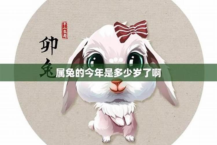 属兔的今年12月运程