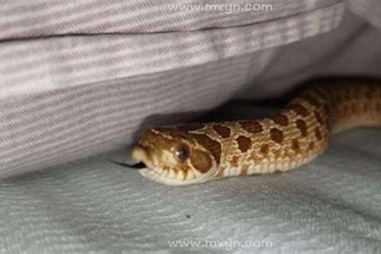 梦见床底下有蛇是什么意思