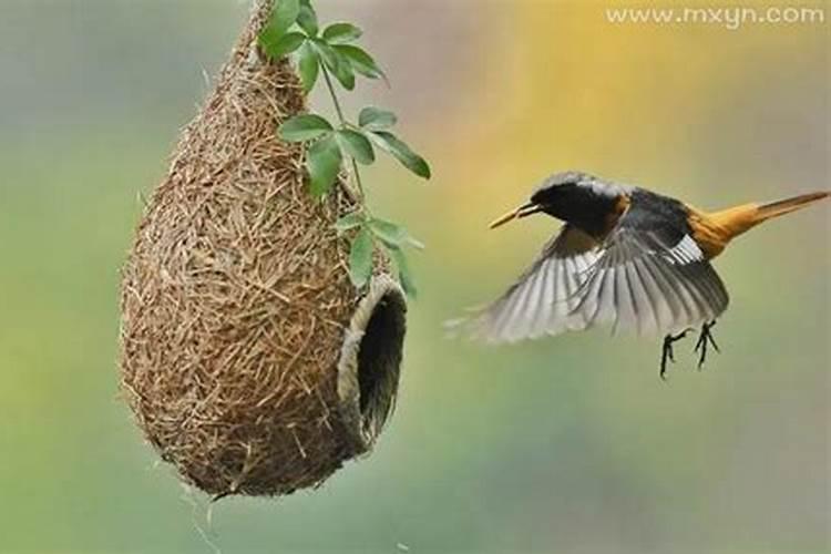 梦见漂亮的小鸟住在巢里
