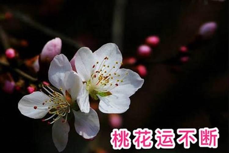 怎么改善桃花运势