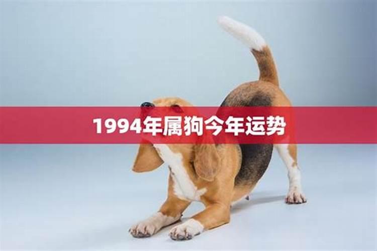 1994年的属狗今年运势