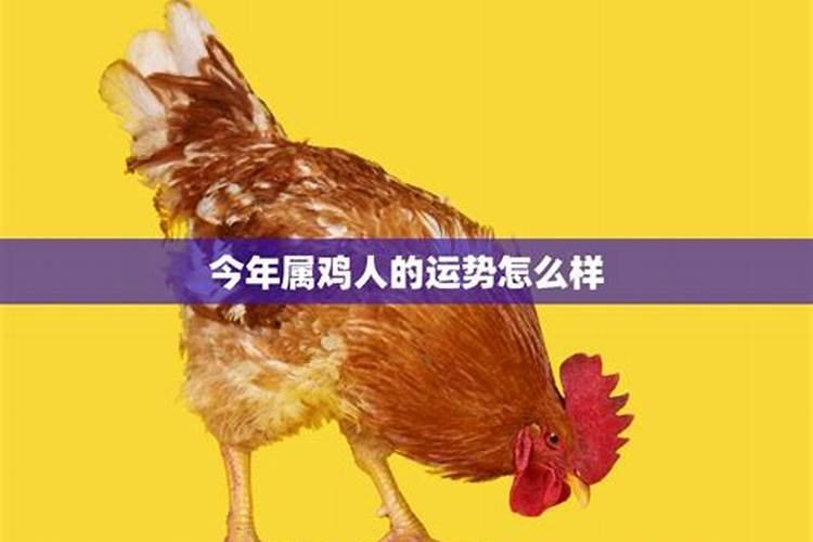 属鸡人感情运势