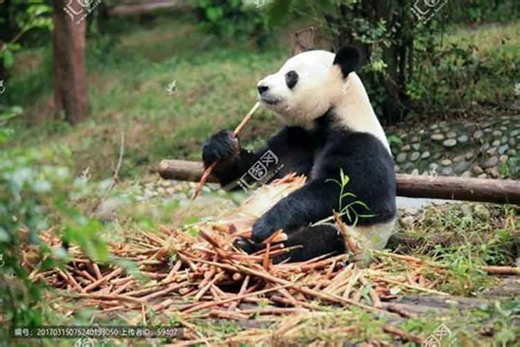 竹笋是食粮是什么生肖动物？竹笋是什么生肖