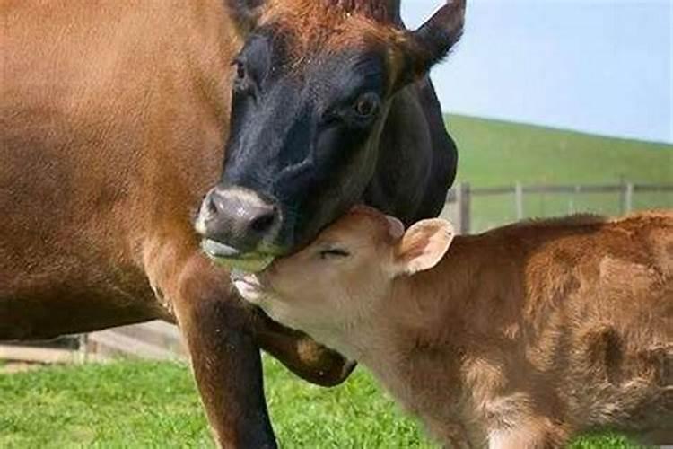 出生在秋分的牛宝宝