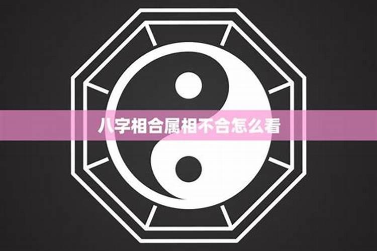 属相相合但八字不合