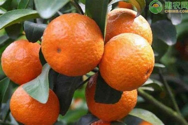 农历三月十五能种橘子树吗