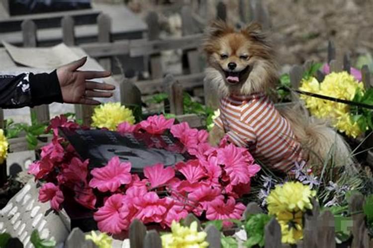 清明节如何祭奠宠物