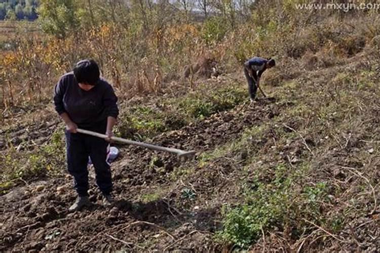 梦见叔婶们在地里干活什么意思呀