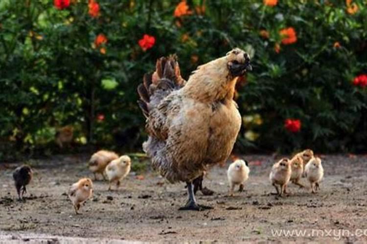 梦到一群母鸡意味什么