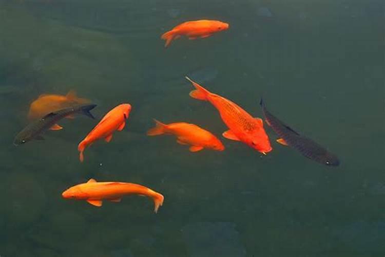 梦见好多红色的鲤鱼往自己怀里跳