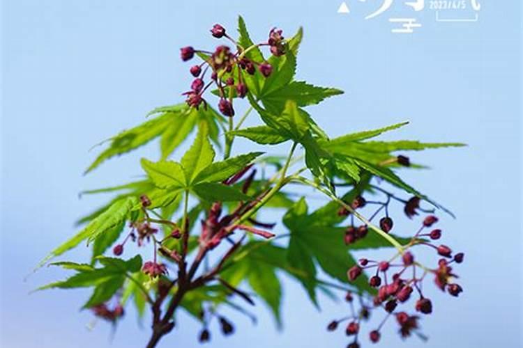 今年清明节忌什么生肖