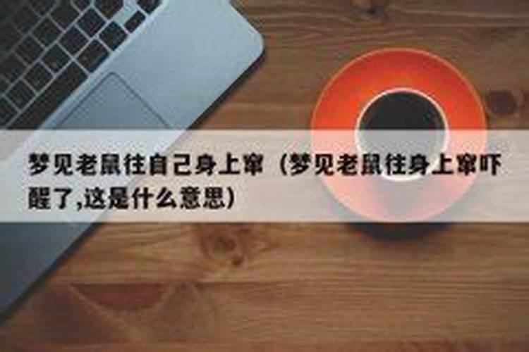 梦见老鼠往我身上扑什么意思