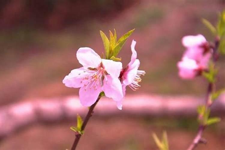 运势丈夫犯桃花怎么办