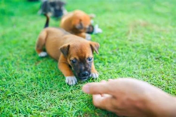 梦见遭狗咬手（被狗咬过血液中有狂犬病毒吗）