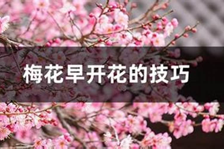 乙丑是什么时辰出生？梅花早开花的技巧