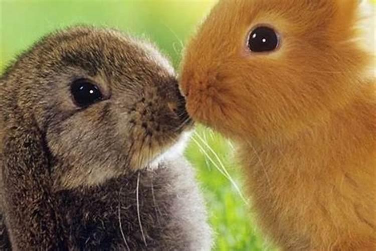 兔子和什么合婚最好