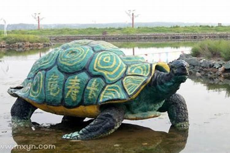 梦到巨型龟有什么预示