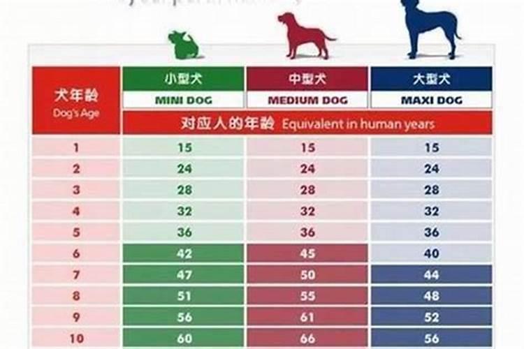 36岁属什么生肖？狗生肖排序年龄