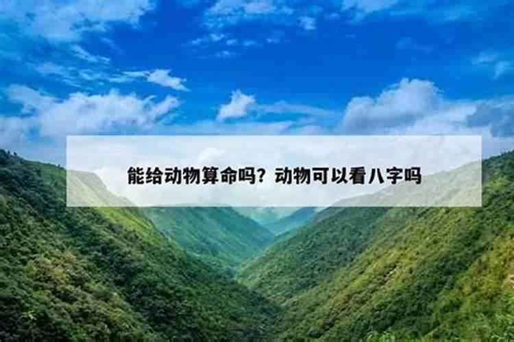 四柱八字可以测算动物吗