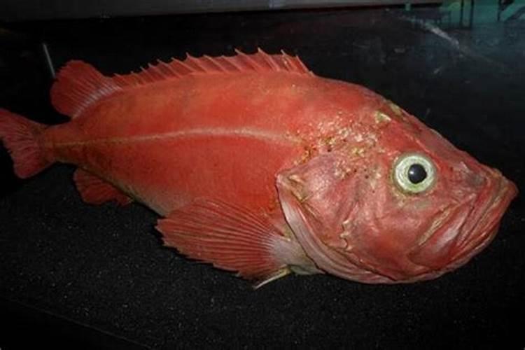 梦见大红鱼是什么征兆解梦