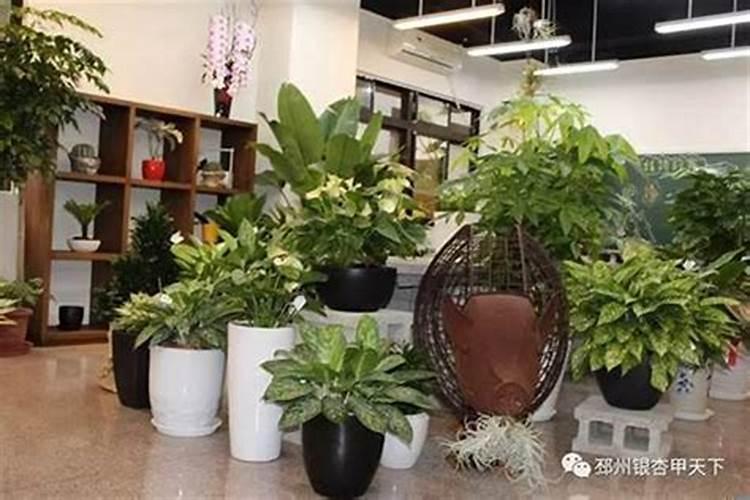 店里盆栽如何摆放招财？店铺里放什么绿植招财