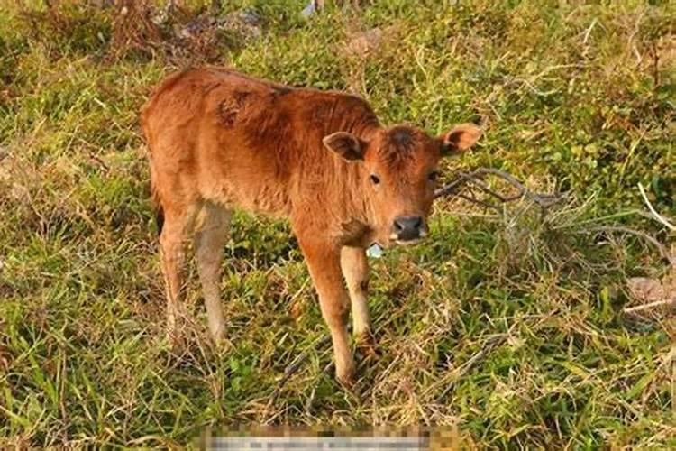 梦见牛生牛犊是什么意思