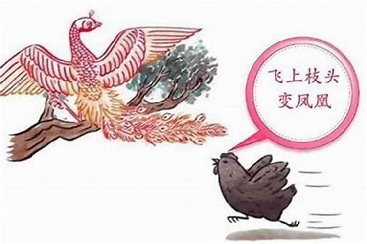 属鸡的白天出生好还是晚上出生好？鸡年什么时辰出生最好是几点呢