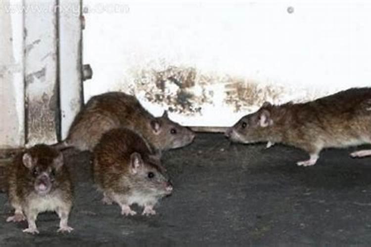 梦见老鼠成群死亡了